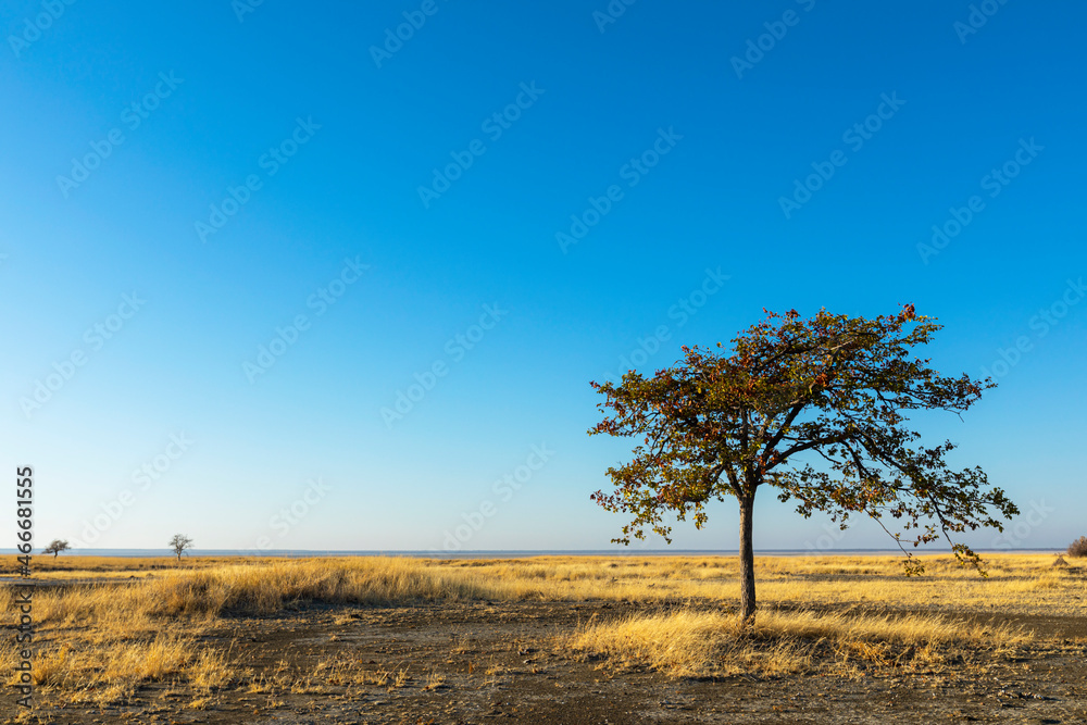 Lone mopani tree on Kukonje Island