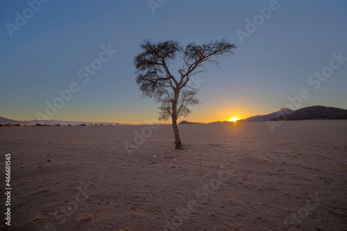 Lone camel thorn tree in arid Namib Desert