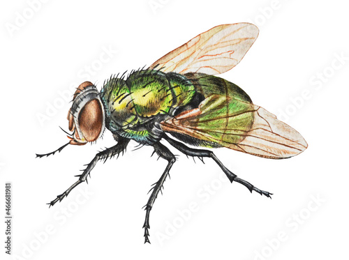 Green fly isolated on a white background. Illustration. Watercolor. Hand drawn. Closeup.