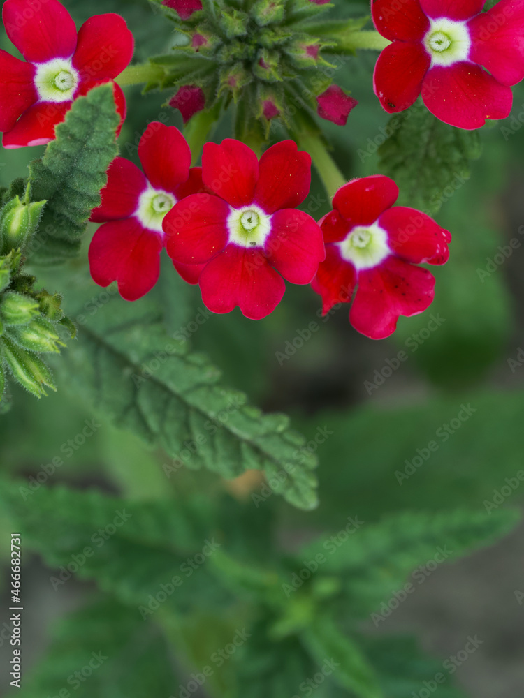 Obraz premium A few pink verbena flowers on a blurry green background.