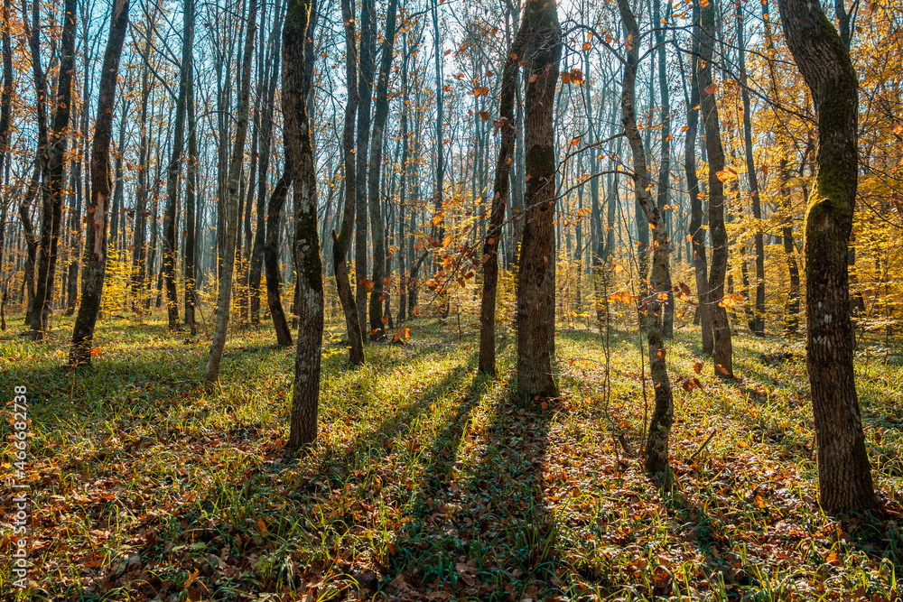 Fototapeta premium Autumn forest in the morning. Long shadows from tree trunks. Green grass, yellow leaves, and blue sky.