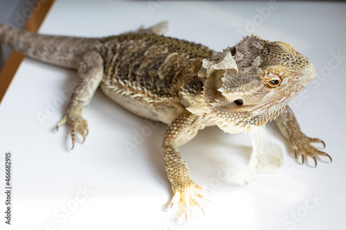 Eastern bearded dragon  a lizard with a beard and spines. Lizard molting. Close up view.