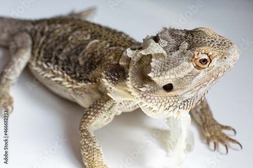Eastern bearded dragon, a lizard with a beard and spines. Lizard molting. Close up view.