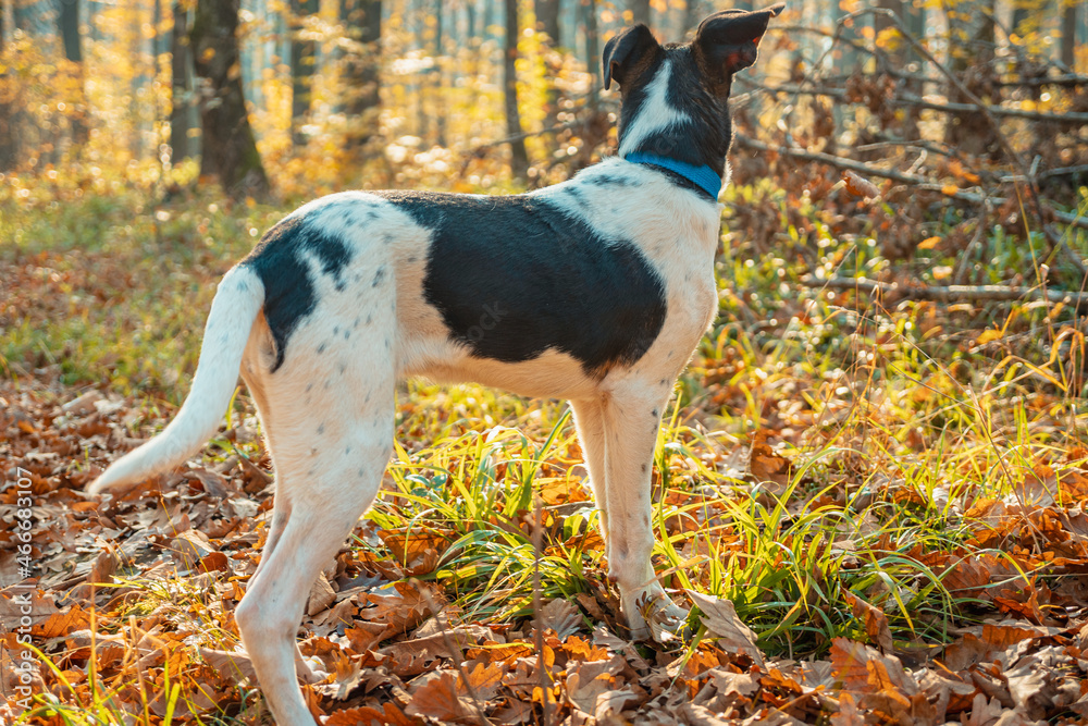 Young white black dog in the autumn forest. The dog is sideways to the camera with his head turned toward the woods.