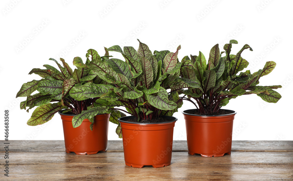 Sorrel plants in pots on wooden table against white background
