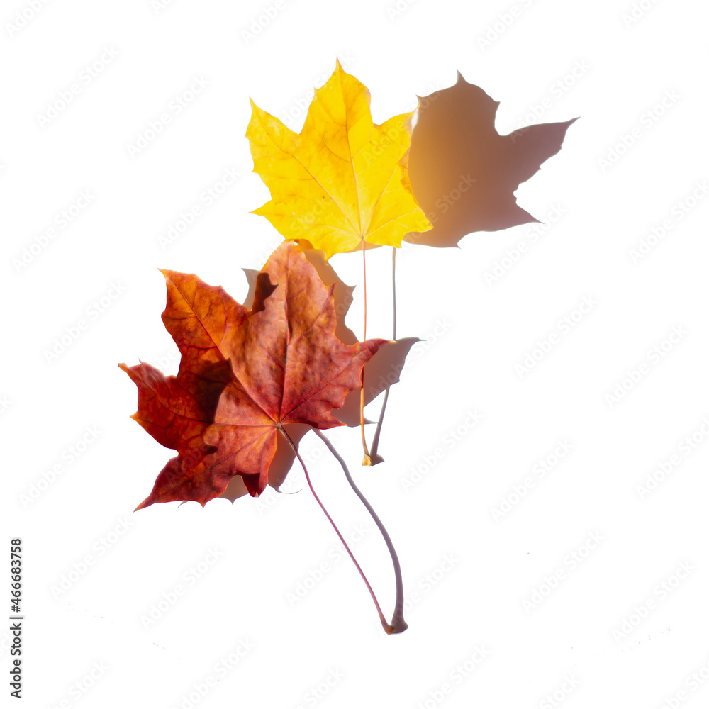 yellow maple leaf with sun shadow isolated on white background, beautiful autumn leaf for postcard design and print. yellow maple leaf with sun shadow isolated on white background, beautiful autumn leaf for postcard design and print.