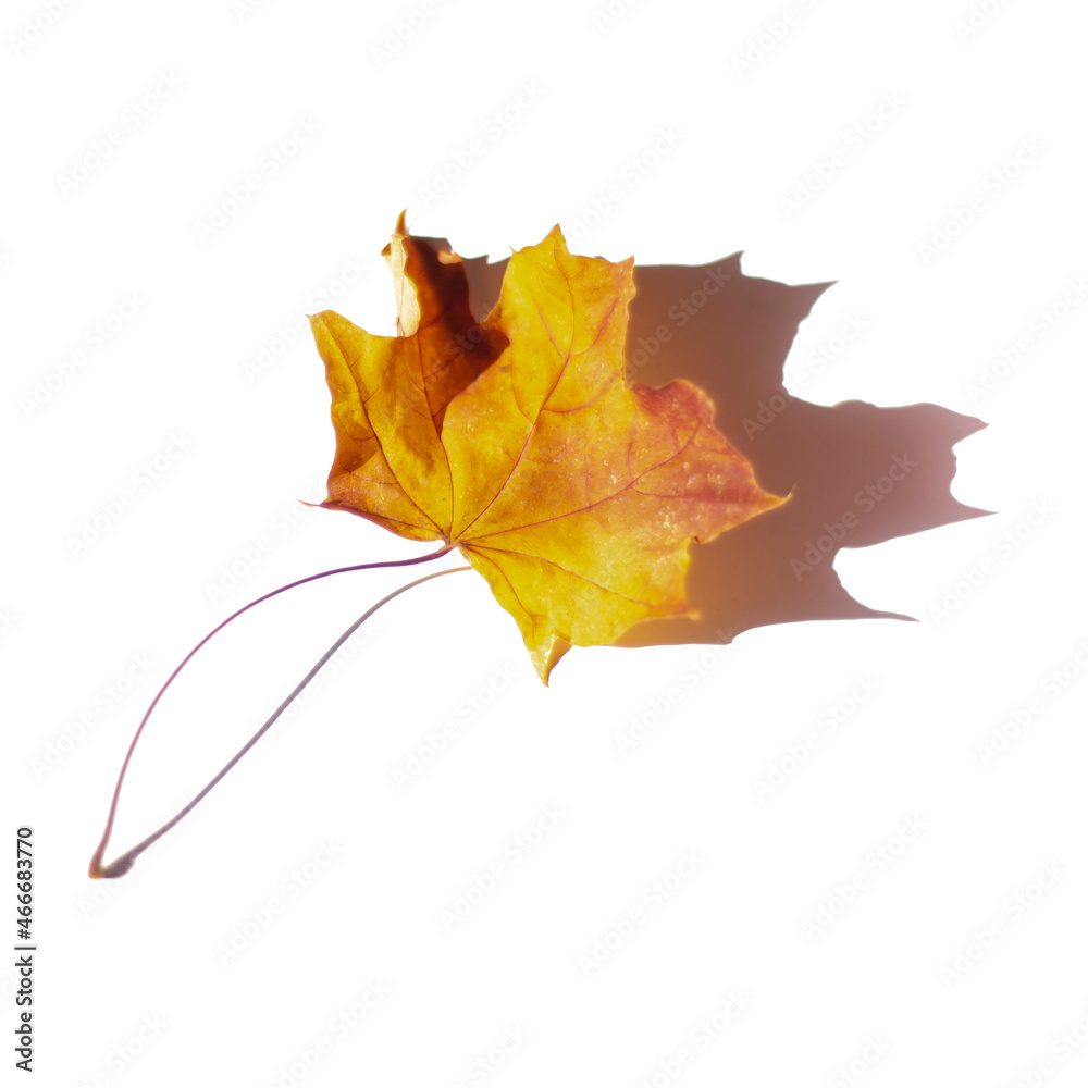 yellow maple leaf with sun shadow isolated on white background, beautiful autumn leaf for postcard design and print. yellow maple leaf with sun shadow isolated on white background, beautiful autumn leaf for postcard design and print.