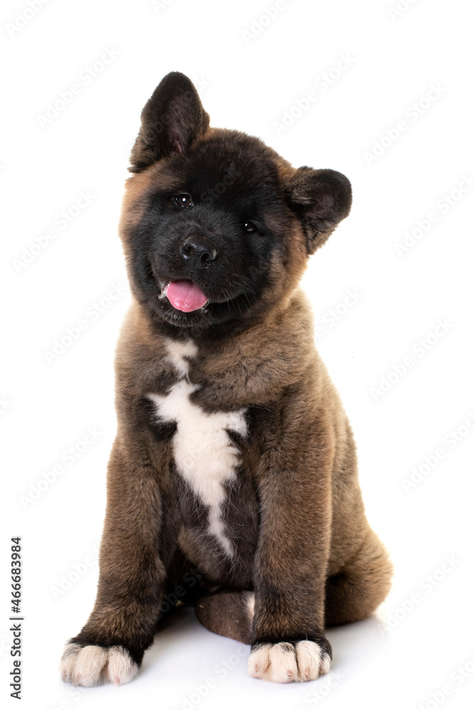 Obraz premium amerikan akita in studio