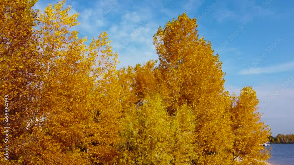 Poplars with autumn bright yellow foliage, aerial view among branches