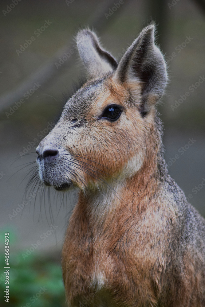 Patagonian Hare