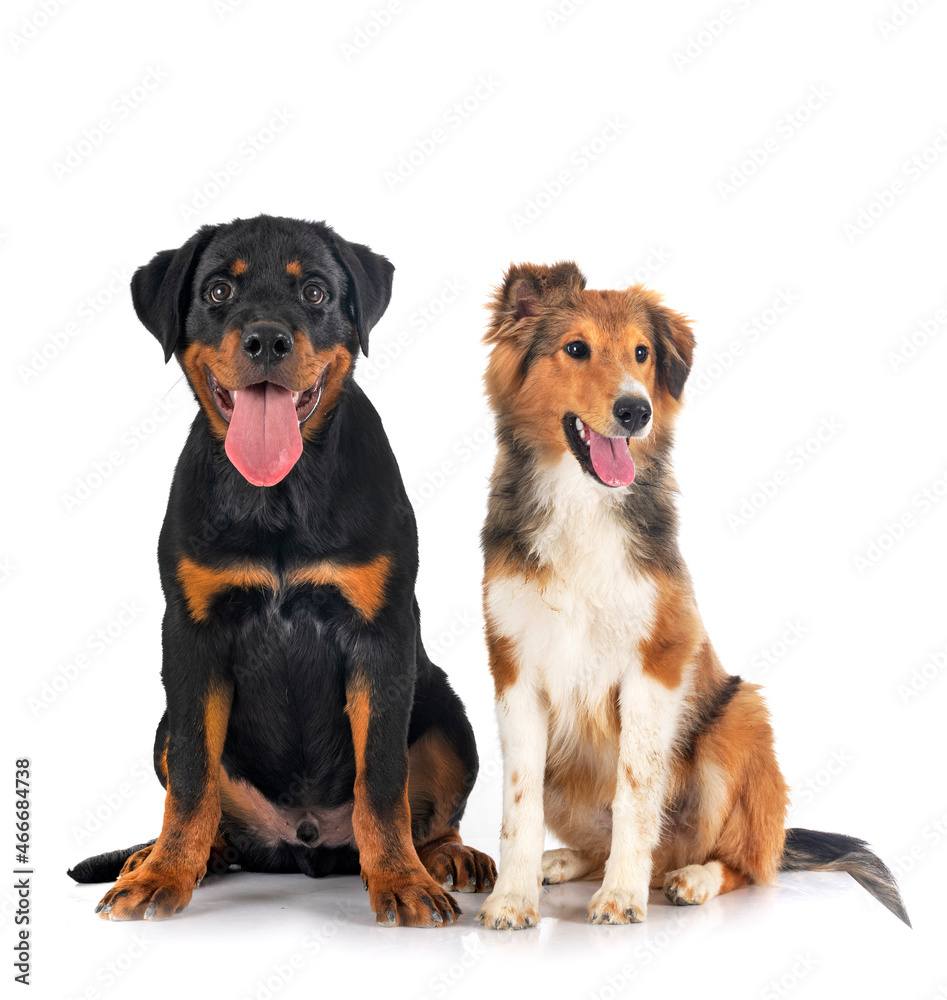 Shetland Sheepdog and puppy rottweiler