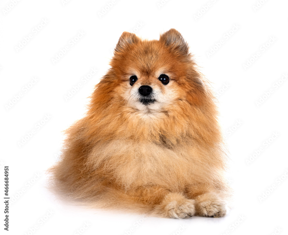 Fototapeta premium pomeranian in studio