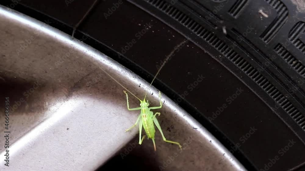 Oak Bushcricket insect moving its legs on a car wheel. This rare close up video of a cricket on