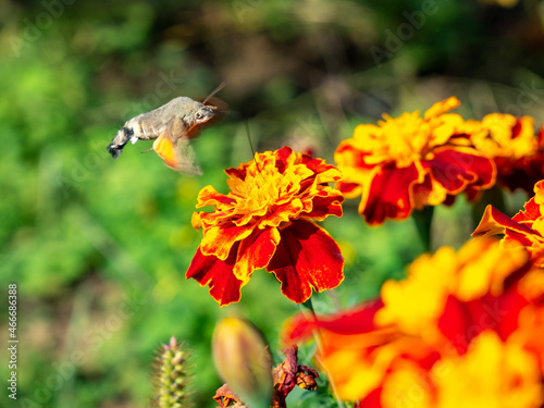 macroglossum stellatarum or hummingbird hawk-moth feeding from a flower