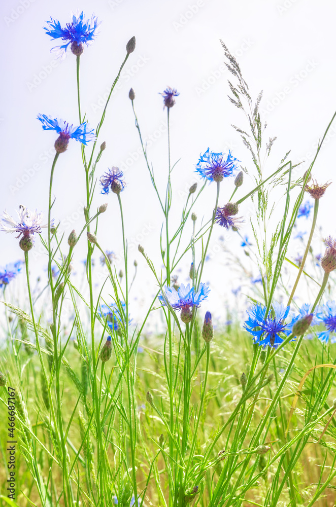 Close up picture of cornflowers on a crop field, selective focus. Close up picture of cornflowers on a crop field, selective focus.