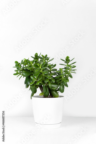 Beautiful Crassula ovata, Jade Plant,Money Plant, succulent plant in a modern flower pot on a white table on a light background. Home decor and gardening concept. Selective focus.