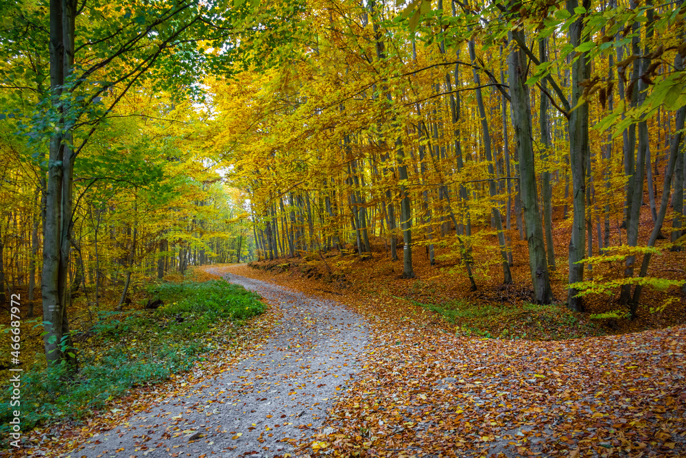 Road through beautiful colorful autumn forest