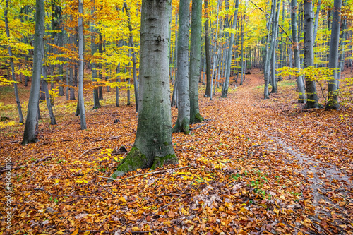 Path through beautiful colorful autumn beech forest