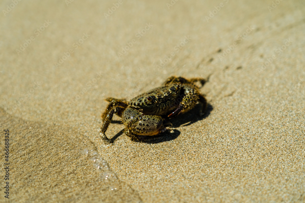 Close up photo of crab on sand beach