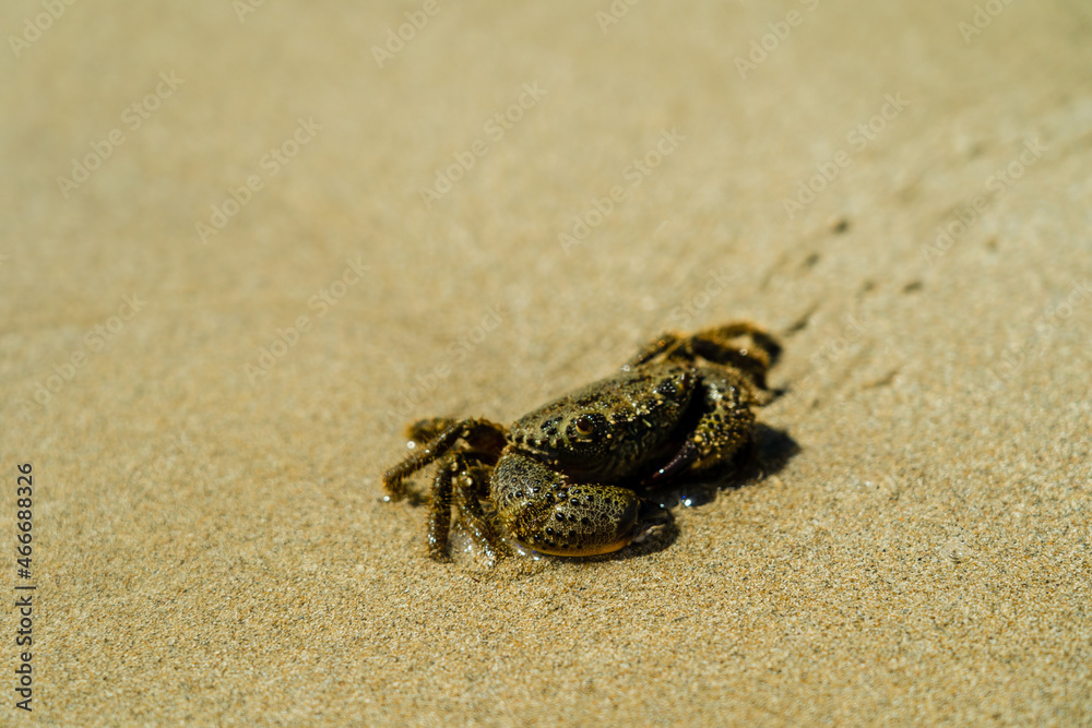 Close up photo of crab on sand beach