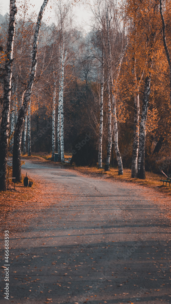 Obraz premium Autumn, foggy forest with yellow leaves