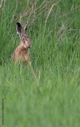 Hare sitting in a spring meadow eating grass
