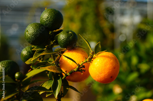 Fruits of the chinotto orange in various stages of ripeness. photo