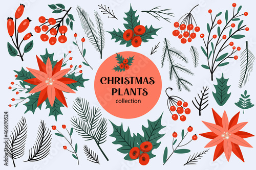 Christmas set of plants with flowers, spruce branches, leaves and berries. Collection of design elements with Christmas trees, poinsettia, mountain ash, rose hips. Vector illustration