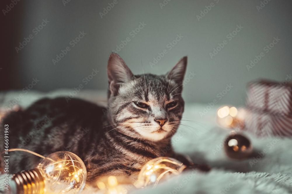 Cute cat lying on blanket decorated with LED lights at home. Cozy scene, Hygge concept. Christmas and New Year