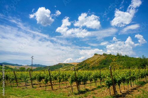 Rural landscape on the hills near Riolo Terme and Brisighella