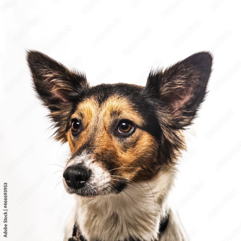 Portret psa - obrazy, fototapety, plakaty 