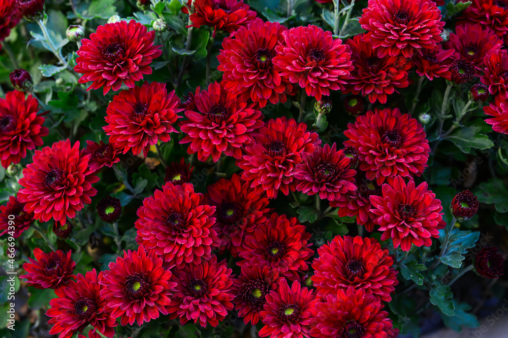Autumn Red burgundy chrysanthemum perennial flowers close up outdoors Autumn Red burgundy chrysanthemum perennial flowers close up outdoors