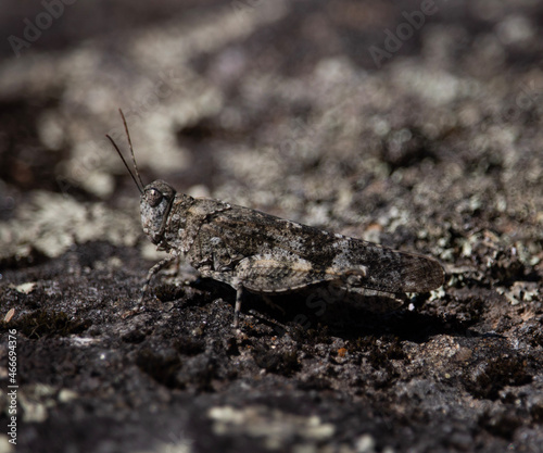 grasshopper on the ground © benjamin bierbauer