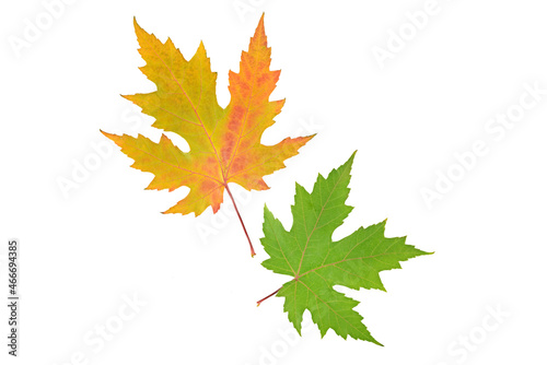 Autumn maple leaves isolated on white .