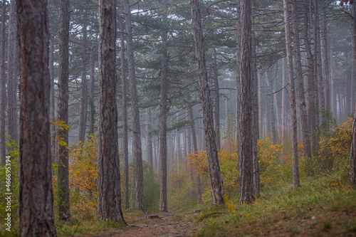 misty autumn forest  © babaroga