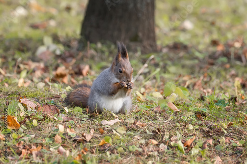 Squirrel in the autumn park..