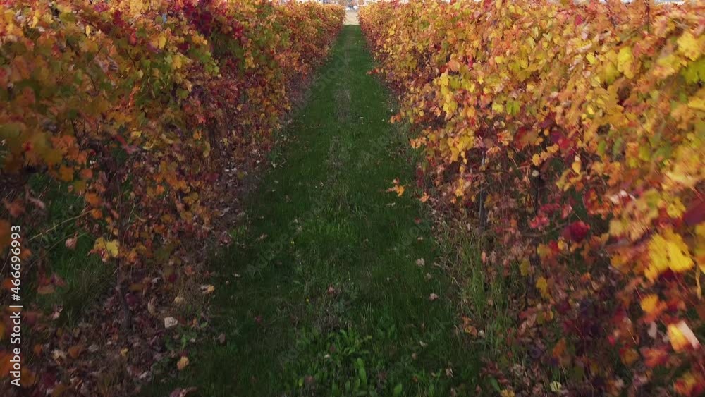 Tuscan landscape vineyard rows at sunset in autumn Tuscan landscape vineyard rows at sunset in autumn