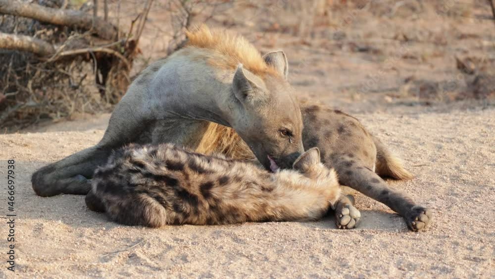 Spotted hyena mother cleaning cub Spotted hyena mother cleaning cub