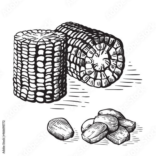 Hand drawn sketch style set of corn vegetable. Corncob with leafs. Organic cereal vector illustration.