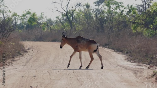 Lichtenstein hartebeest crossing the road photo