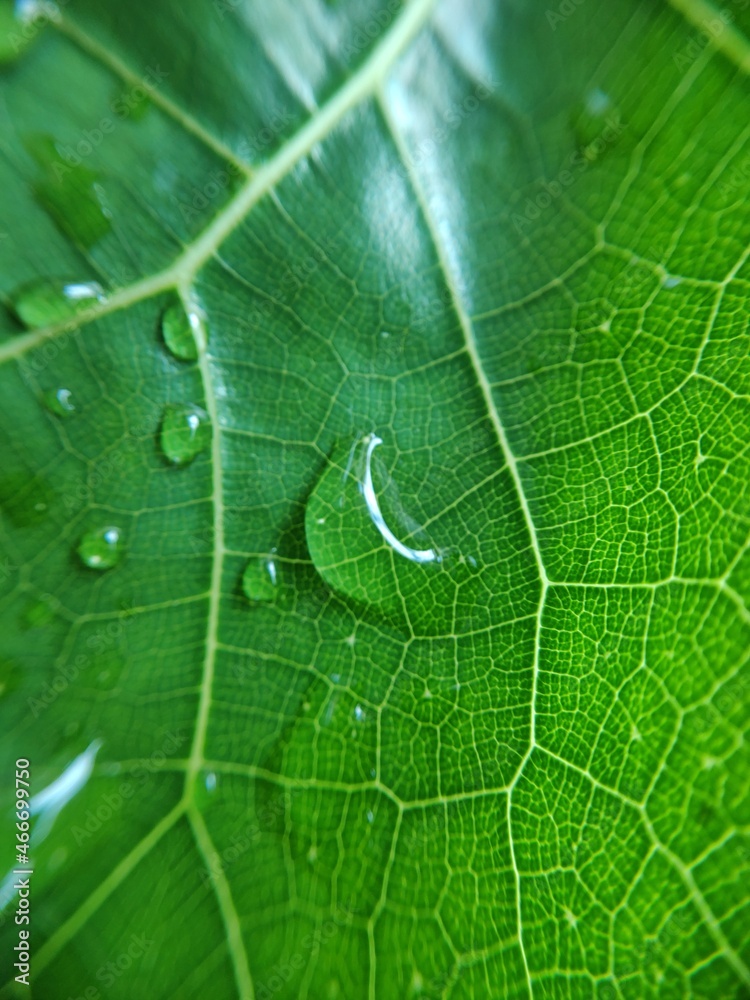 Colorful image of water drop on leaf. Macro photograph. Close up to object. Colorful image of water drop on leaf. Macro photograph. Close up to object.