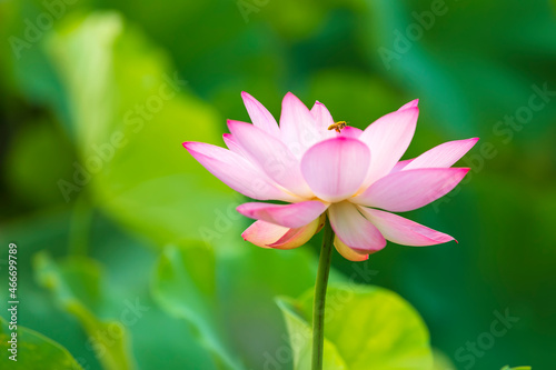 Lotus flower on the water