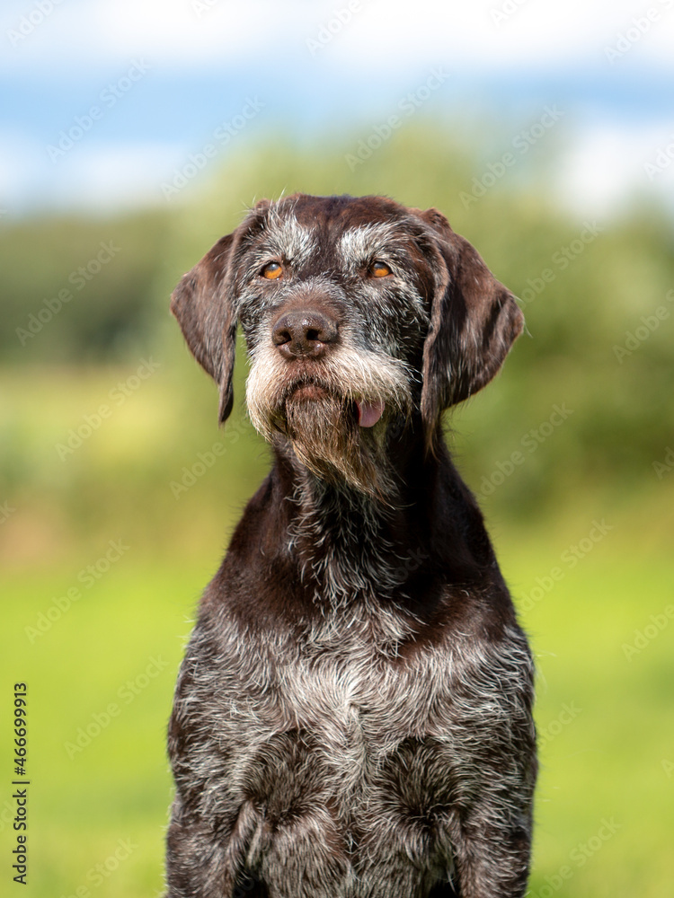 Summer portrait of a cute German wire-haired pointer on the green grass. 