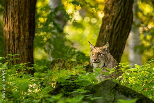 Beautiful lynx (bobcat) hiding in a forest in a natural reserve in Germany at a sunny day in autumn.