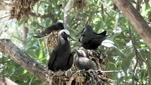 Animal behavioral video of a mother bird species Anous minutus feeding on a nest. photo