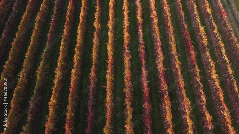 Tuscan landscape vineyard rows at sunset in autumn Tuscan landscape vineyard rows at sunset in autumn