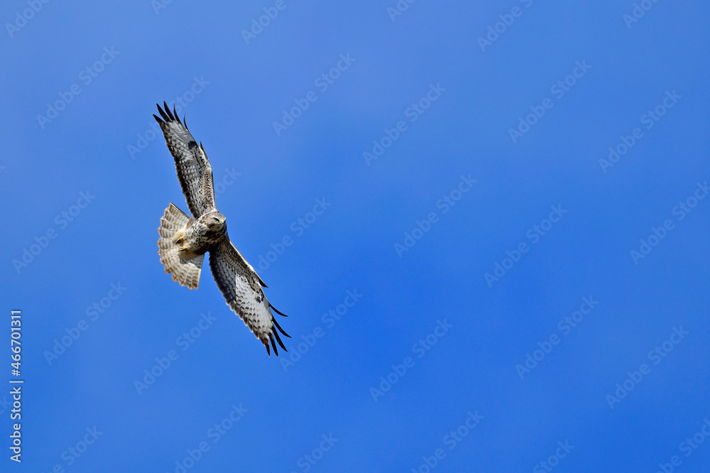 flying Common buzzard // fliegender Mäusebussard (Buteo buteo) flying Common buzzard // fliegender Mäusebussard (Buteo buteo)
