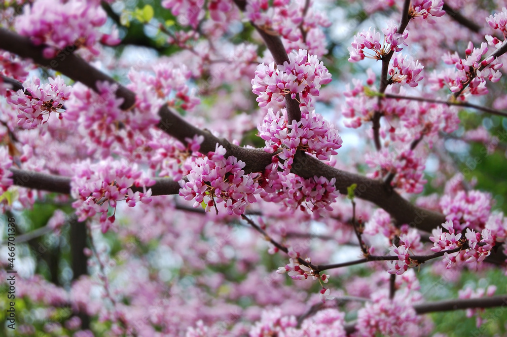 Cerasus serrulata (Japanese flowering cherry) Cerasus serrulata (Japanese flowering cherry)