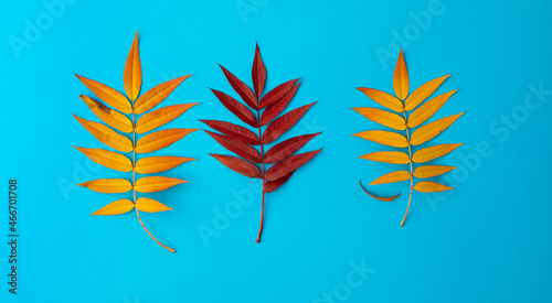 Set of three autumn fallen leaves of red mountain ash yellow and red on a blue background. Bright and juicy colors of autumn concept. Leaves lie in a row