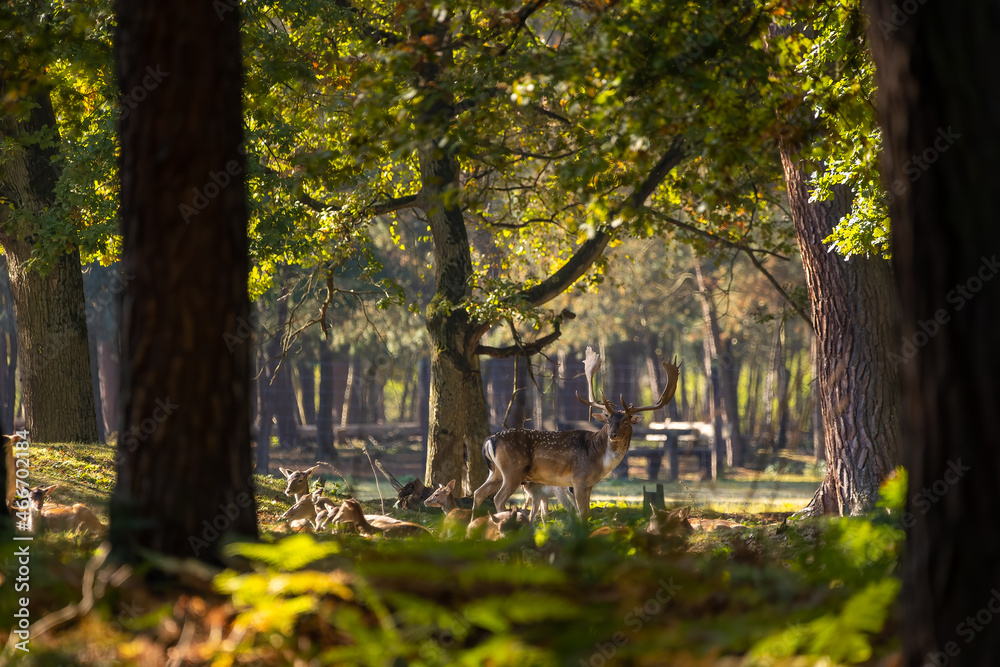 A herd of fallow deers in a forest during rutting season during the morning hours at a sunny day in autumn. A herd of fallow deers in a forest during rutting season during the morning hours at a sunny day in autumn.